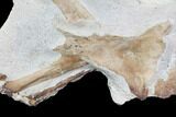 Fossil Mosasaur Skull Section - Goulmima, Morocco #107177-5